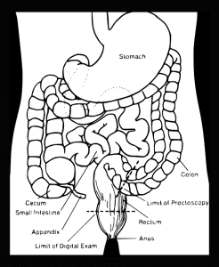 colon